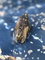 Columbella rusticoides