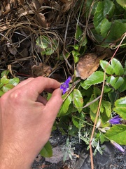 Brodiaea coronaria