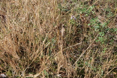 Panicum philadelphicum philadelphicum