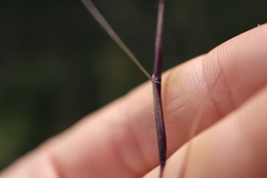 Sporobolus neglectus