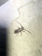 Pterolophia bigibbera