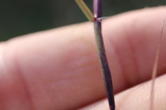 Sporobolus neglectus