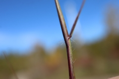 Sporobolus neglectus