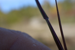 Sporobolus neglectus