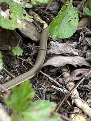 Regina septemvittata