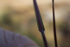 Sporobolus neglectus