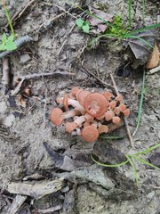 Desarmillaria caespitosa image