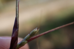 Sporobolus neglectus