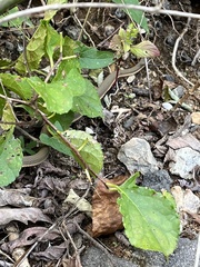 Regina septemvittata