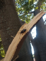 Dendrobias mandibularis