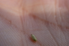 Sporobolus neglectus