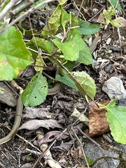 Regina septemvittata