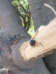 Dendrobias mandibularis