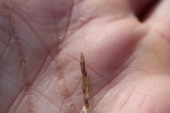 Sporobolus neglectus