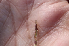 Sporobolus neglectus