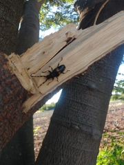 Dendrobias mandibularis