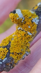 Xanthomendoza hasseana