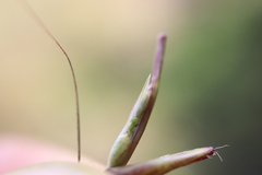 Sporobolus neglectus