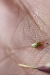 Sporobolus neglectus