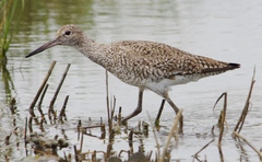 Tringa semipalmata semipalmata