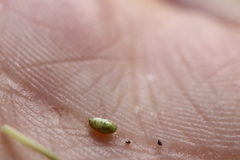 Sporobolus neglectus