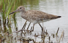 Tringa semipalmata semipalmata