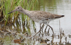 Tringa semipalmata semipalmata
