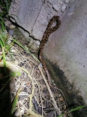 Leptodeira ashmeadii