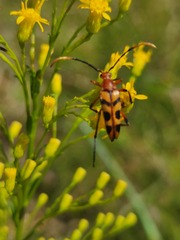 Strangalia sexnotata