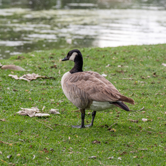 Branta