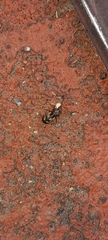 Anthribinae