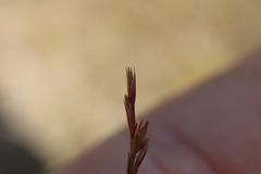 Sporobolus neglectus