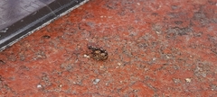 Anthribinae