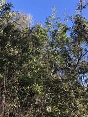 Euphorbia olowaluana