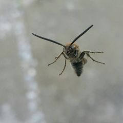 Xanthocampsomeris limosa