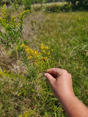 Strangalia sexnotata