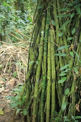 Socratea exorrhiza