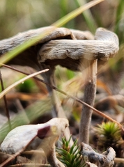 Cantharellula umbonata