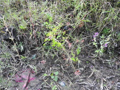 Lopezia racemosa