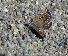 Lycaena