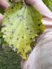 Cercospora moricola