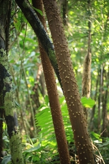 Socratea exorrhiza