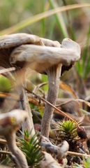 Cantharellula umbonata