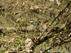 Chloroceryle americana