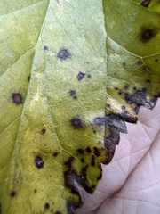 Cercospora moricola