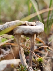 Cantharellula umbonata