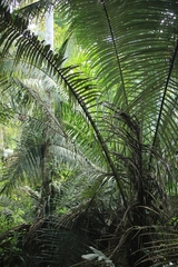 Socratea exorrhiza