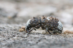 Platystomos albinus