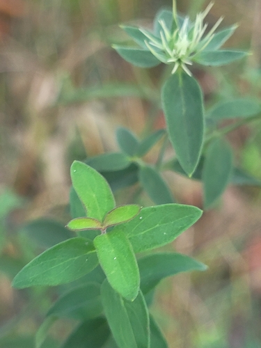 Image of Savanna Mountainmint (Pycnanthemum flexuosum) by (c) Daniel Washburn, some rights reserved (CC BY)