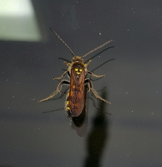 Xanthocampsomeris limosa